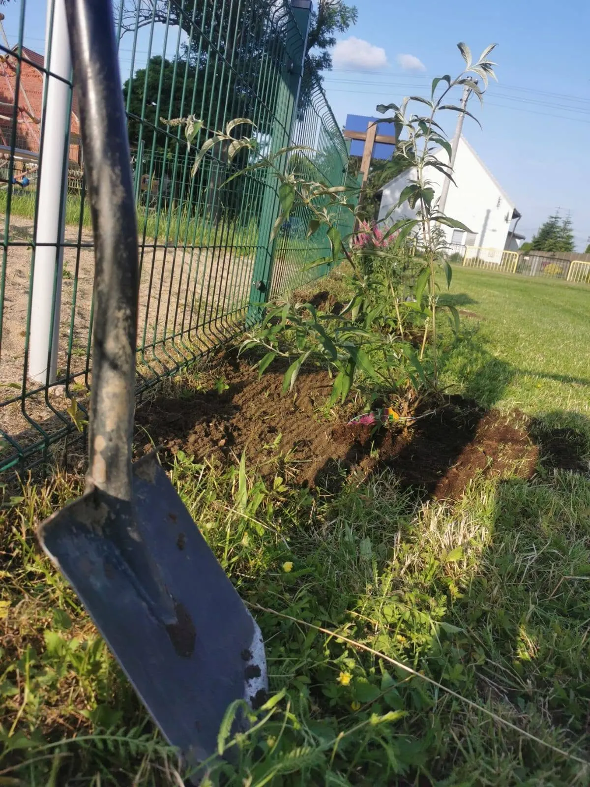 Wspólne sadzenie krzewów przy placu zabaw